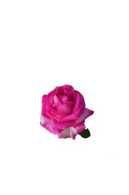 Роза чайно-гибридная Малибу - фото №1